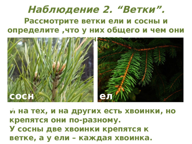 Наблюдение 2. “Ветки”. Рассмотрите ветки ели и сосны и определите ,что у них общего и чем они различаются. ель сосна И на тех, и на других есть хвоинки, но крепятся они по-разному. У сосны две хвоинки крепятся к ветке, а у ели – каждая хвоинка. 
