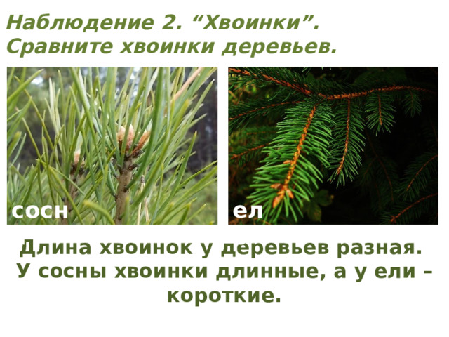 Наблюдение 2. “Хвоинки”. Сравните хвоинки деревьев. сосна ель Длина хвоинок у деревьев разная. У сосны хвоинки длинные, а у ели – короткие. 