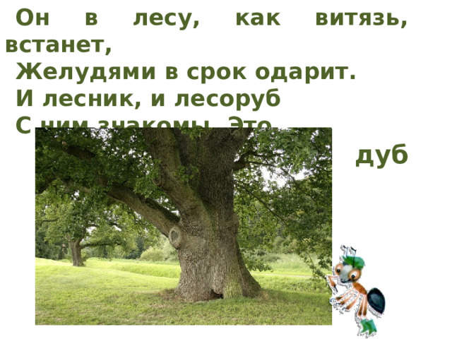 Он в лесу, как витязь, встанет, Желудями в срок одарит. И лесник, и лесоруб С ним знакомы. Это... дуб 
