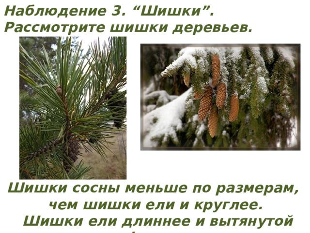 Наблюдение 3. “Шишки”. Рассмотрите шишки деревьев. Шишки сосны меньше по размерам, чем шишки ели и круглее.  Шишки ели длиннее и вытянутой формы. 
