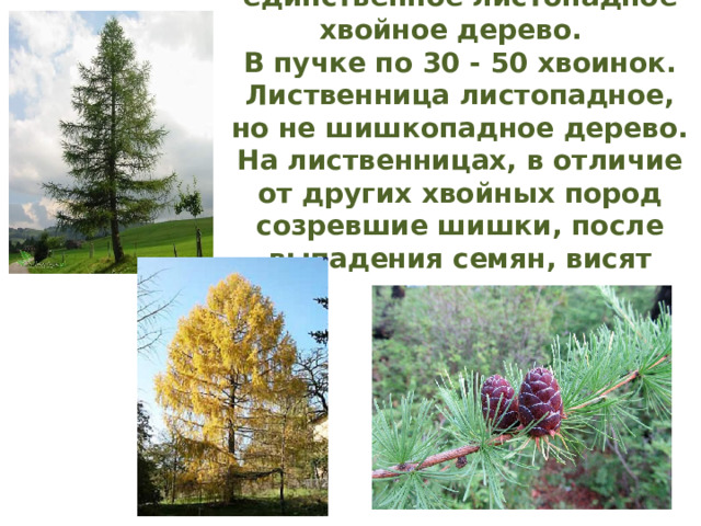 Лиственница - это единственное листопадное хвойное дерево.    В пучке по 30 - 50 хвоинок. Лиственница листопадное, но не шишкопадное дерево. На лиственницах, в отличие от других хвойных пород созревшие шишки, после выпадения семян, висят годами. 
