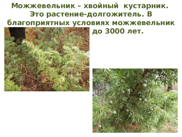 Можжевельник – хвойный кустарник. Это растение-долгожитель. В благоприятных условиях можжевельник живет от 600 до 3000 лет.  