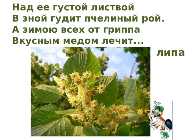 Над ее густой листвой В зной гудит пчелиный рой. А зимою всех от гриппа Вкусным медом лечит... липа 