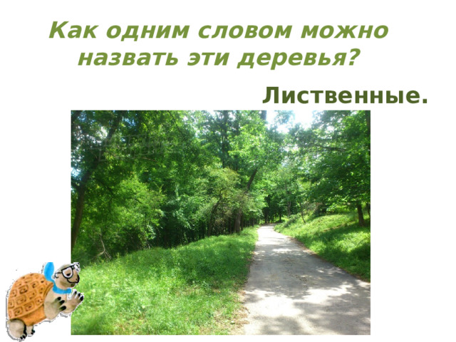 Как одним словом можно назвать эти деревья? Лиственные. 