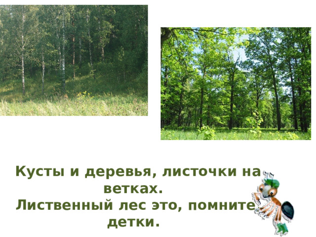 Кусты и деревья, листочки на ветках. Лиственный лес это, помните, детки. 