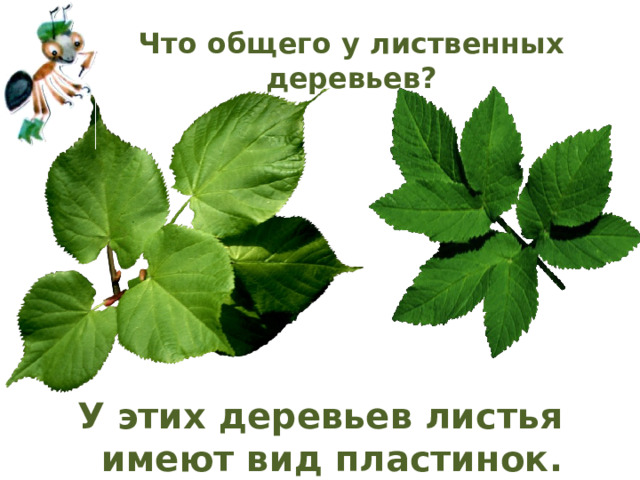 Что общего у лиственных деревьев? У этих деревьев листья имеют вид пластинок. 
