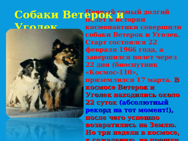 Первый самый долгий полет в истории космонавтики совершили собаки Ветерок и Уголек. Старт состоялся 22 февраля 1966 года, а завершился полет через 22 дня (биоспутник «Космос-110», приземлился 17 марта. В космосе Ветерок и Уголек находились около 22 суток (абсолютный рекорд на тот момент!), после чего успешно возвратились на Землю. Но три недели в космосе, к сожалению, не прошли для собак незаметно. Собаки Ветерок и Уголек.  