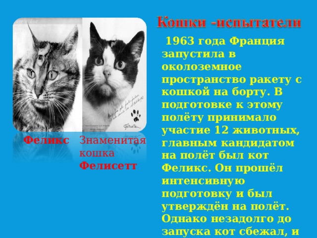  1963 года Франция запустила в околоземное пространство ракету с кошкой на борту. В подготовке к этому полёту принимало участие 12 животных, главным кандидатом на полёт был кот Феликс. Он прошёл интенсивную подготовку и был утверждён на полёт. Однако незадолго до запуска кот сбежал, и его срочно заменили другой кошкой - Фелисетт.  Феликс Знаменитая кошка Фелисетт  