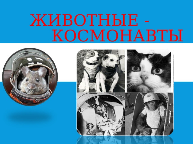  ЖИВОТНЫЕ - КОСМОНАВТЫ 