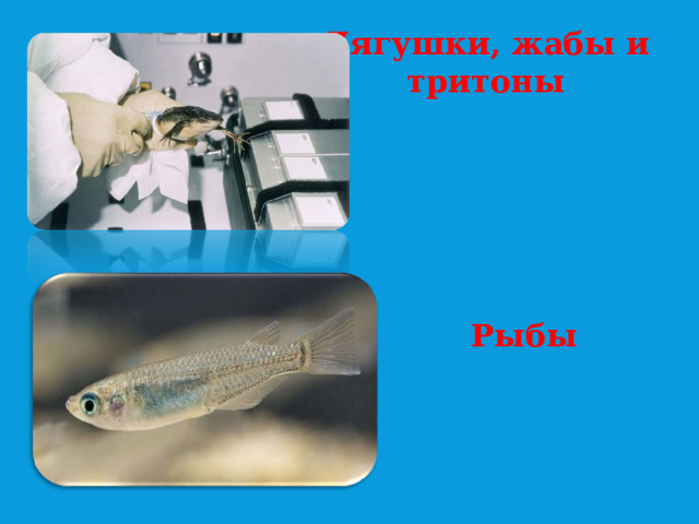 Лягушки, жабы и тритоны   Рыбы   