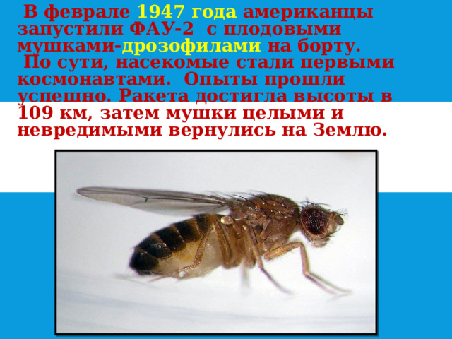  В феврале 1947 года американцы запустили ФАУ-2 с плодовыми мушками- дрозофилами на борту.  По сути, насекомые стали первыми космонавтами. Опыты прошли успешно. Ракета достигла высоты в 109 км, затем мушки целыми и невредимыми вернулись на Землю.   