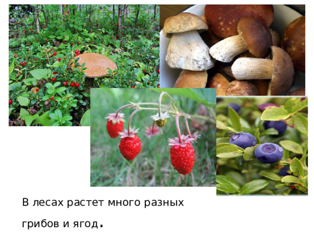          В лесах растет много разных грибов и ягод . 