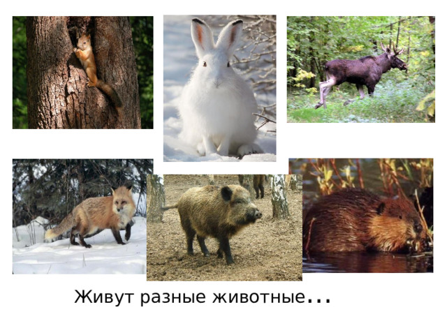  Живут разные животные … 