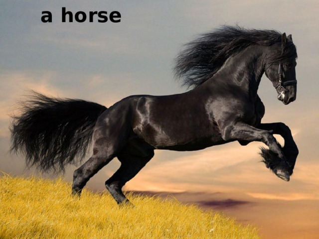 a horse 