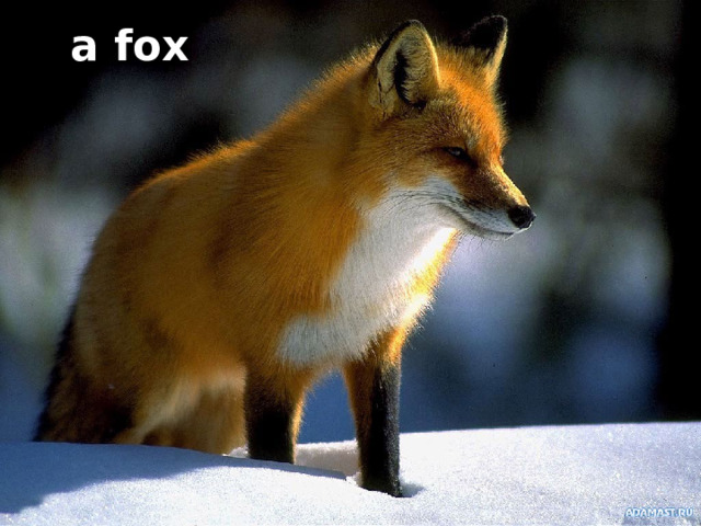 a fox 