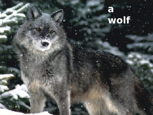 a wolf 