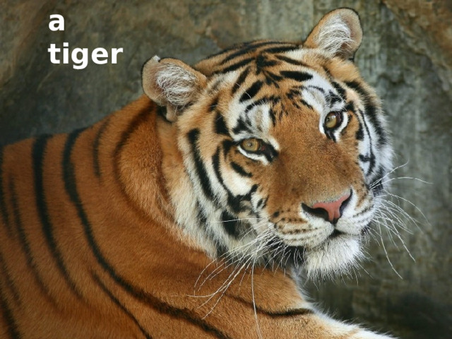 a tiger 