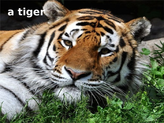 a tiger  