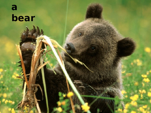 a bear 