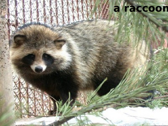 a raccoon 