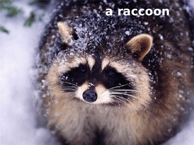 a raccoon 