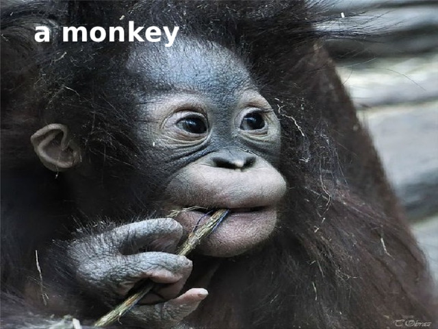 a monkey 