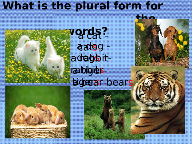 What is the plural form for  the words? a cat - cat s a dog - dog s a rabbit-rabbit s a tiger-tiger s a bear-bear s 