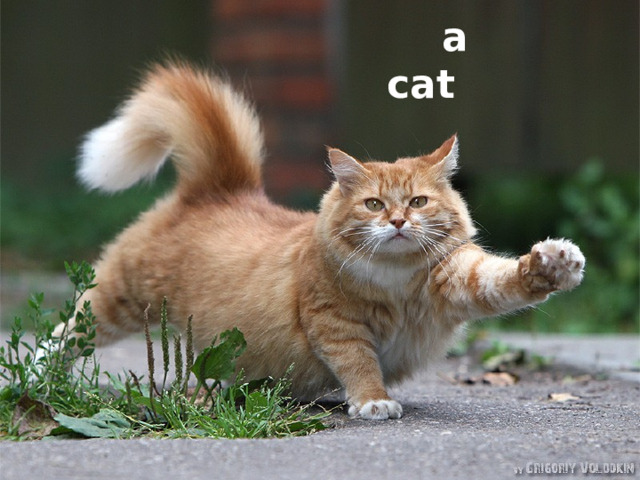  a cat 