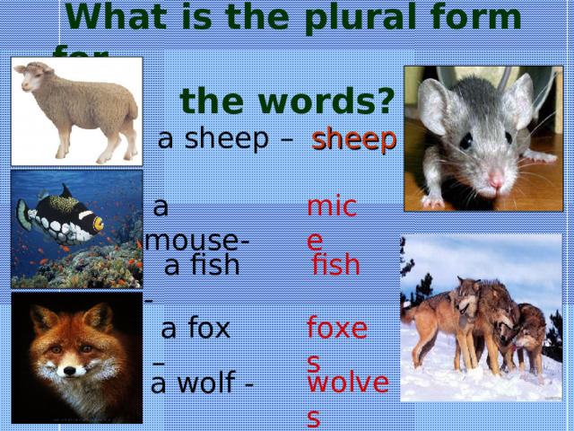  -     What is the plural form for  the words?  sheep  a sheep – mice  a mouse-  a fish - fish foxes  a fox – wolves a wolf - 