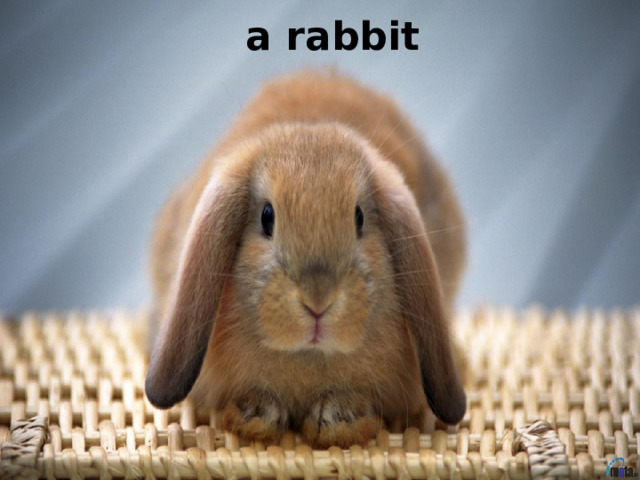 a rabbit 