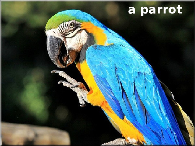a parrot 