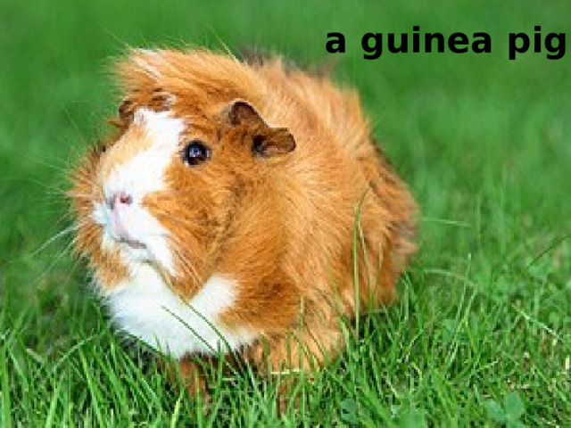  a guinea pig 
