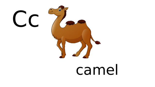 Cc    camel 