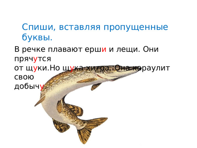 Спиши, вставляя пропущенные буквы. В речке плавают ерш и и лещи. Они пряч у тся от щ у ки.Но щ у ка хитра. Она караулит свою добыч у . 