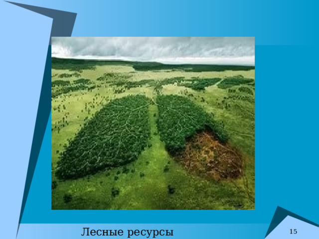 Лесные ресурсы 7 
