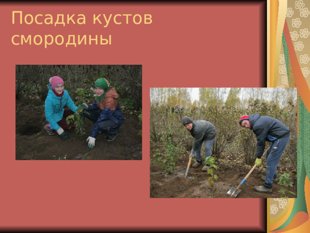 Посадка кустов смородины 