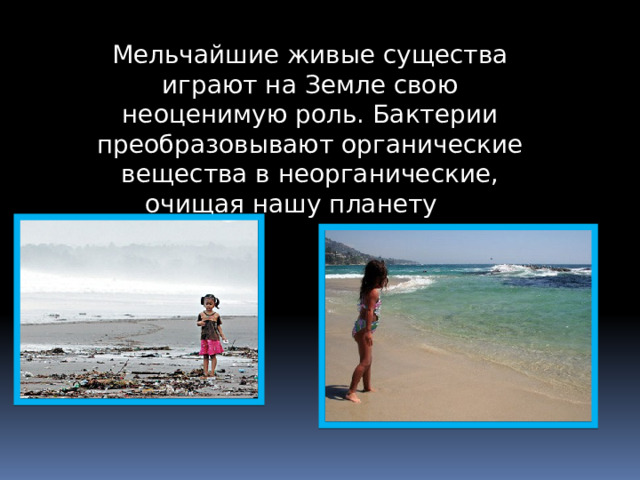 Мельчайшие живые существа играют на Земле свою неоценимую роль. Бактерии преобразовывают органические вещества в неорганические, очищая нашу планету от мусора.  