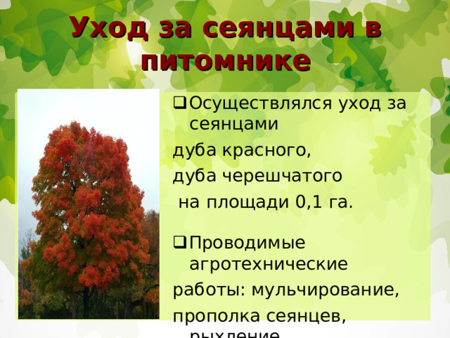 Уход за сеянцами в питомнике  Осуществлялся уход за сеянцами дуба красного, дуба черешчатого  на площади 0,1 га.  Проводимые агротехнические работы: мульчирование, прополка сеянцев, рыхление почвы, полив посевов. 