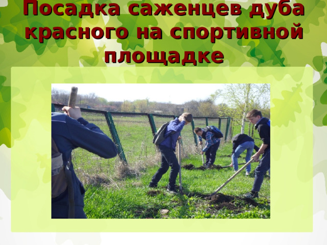 Посадка саженцев дуба красного на спортивной площадке 