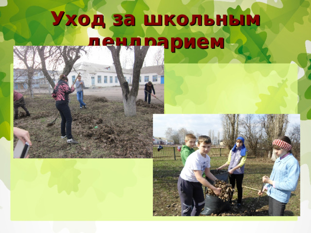 Уход за школьным дендрарием 