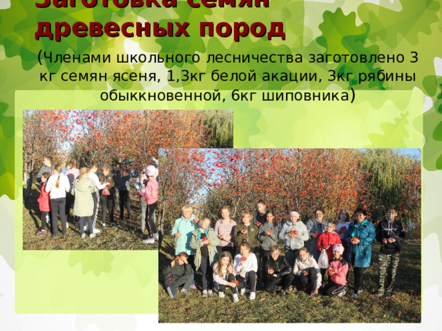 Заготовка семян древесных пород ( Членами школьного лесничества заготовлено 3 кг семян ясеня, 1,3кг белой акации, 3кг рябины обыккновенной, 6кг шиповника ) 