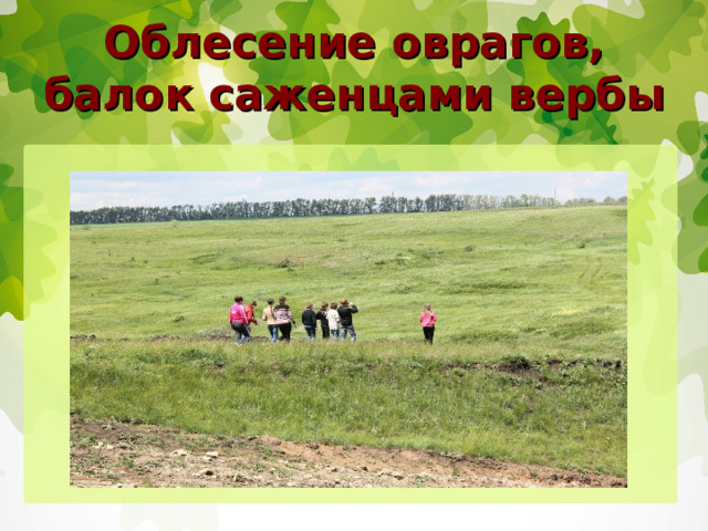 Облесение оврагов, балок саженцами вербы 