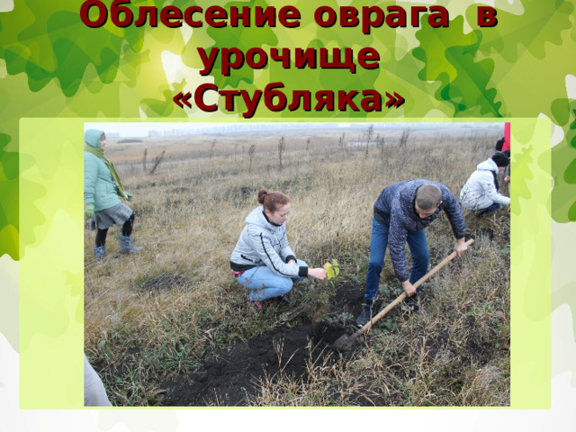 Облесение оврага в урочище  «Стубляка» 