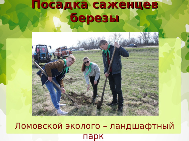 Посадка саженцев березы       Ломовской эколого – ландшафтный парк 