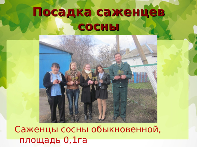 Посадка саженцев сосны  Саженцы сосны обыкновенной, площадь 0,1га 
