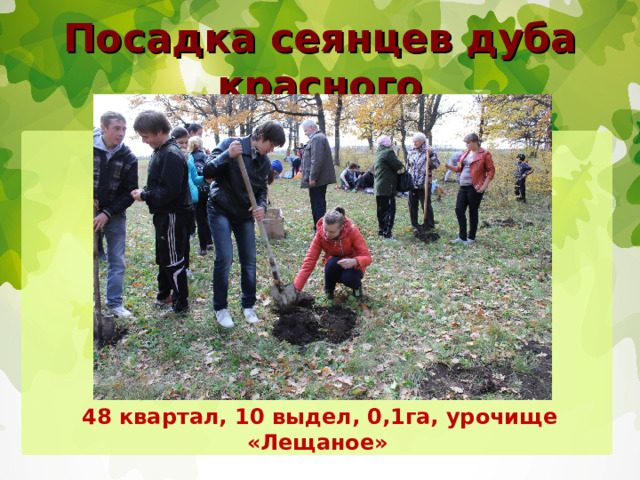 Посадка сеянцев дуба красного  48 квартал, 10 выдел, 0,1га, урочище «Лещаное» 