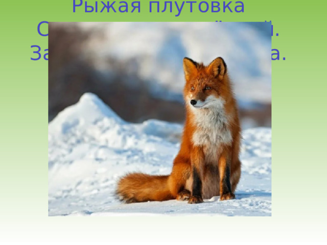 Рыжая плутовка  Спряталась под ёлкой.  Зайца ждёт хитрюга та.  Как зовут её? … 