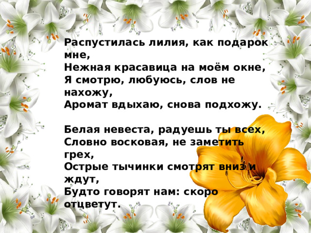 Распустилась лилия, как подарок мне,  Нежная красавица на моём окне,  Я смотрю, любуюсь, слов не нахожу,  Аромат вдыхаю, снова подхожу.   Белая невеста, радуешь ты всех,  Словно восковая, не заметить грех,  Острые тычинки смотрят вниз и ждут,  Будто говорят нам: скоро отцветут. 