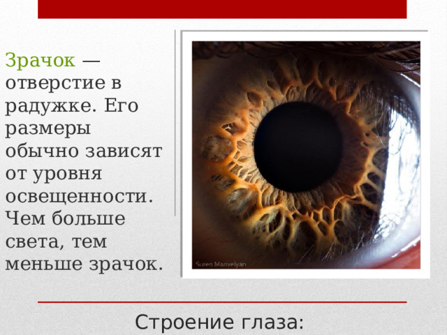 Зрачок — отверстие в радужке. Его размеры обычно зависят от уровня освещенности. Чем больше света, тем меньше зрачок. Строение глаза: 