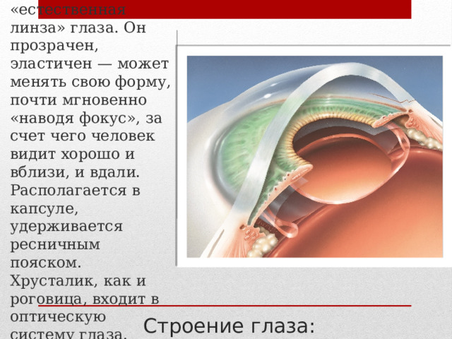 Хрусталик — «естественная линза» глаза. Он прозрачен, эластичен — может менять свою форму, почти мгновенно «наводя фокус», за счет чего человек видит хорошо и вблизи, и вдали. Располагается в капсуле, удерживается ресничным пояском. Хрусталик, как и роговица, входит в оптическую систему глаза. Строение глаза: 